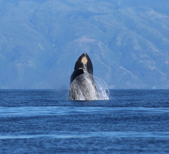 Whale Watching Tours on Maui