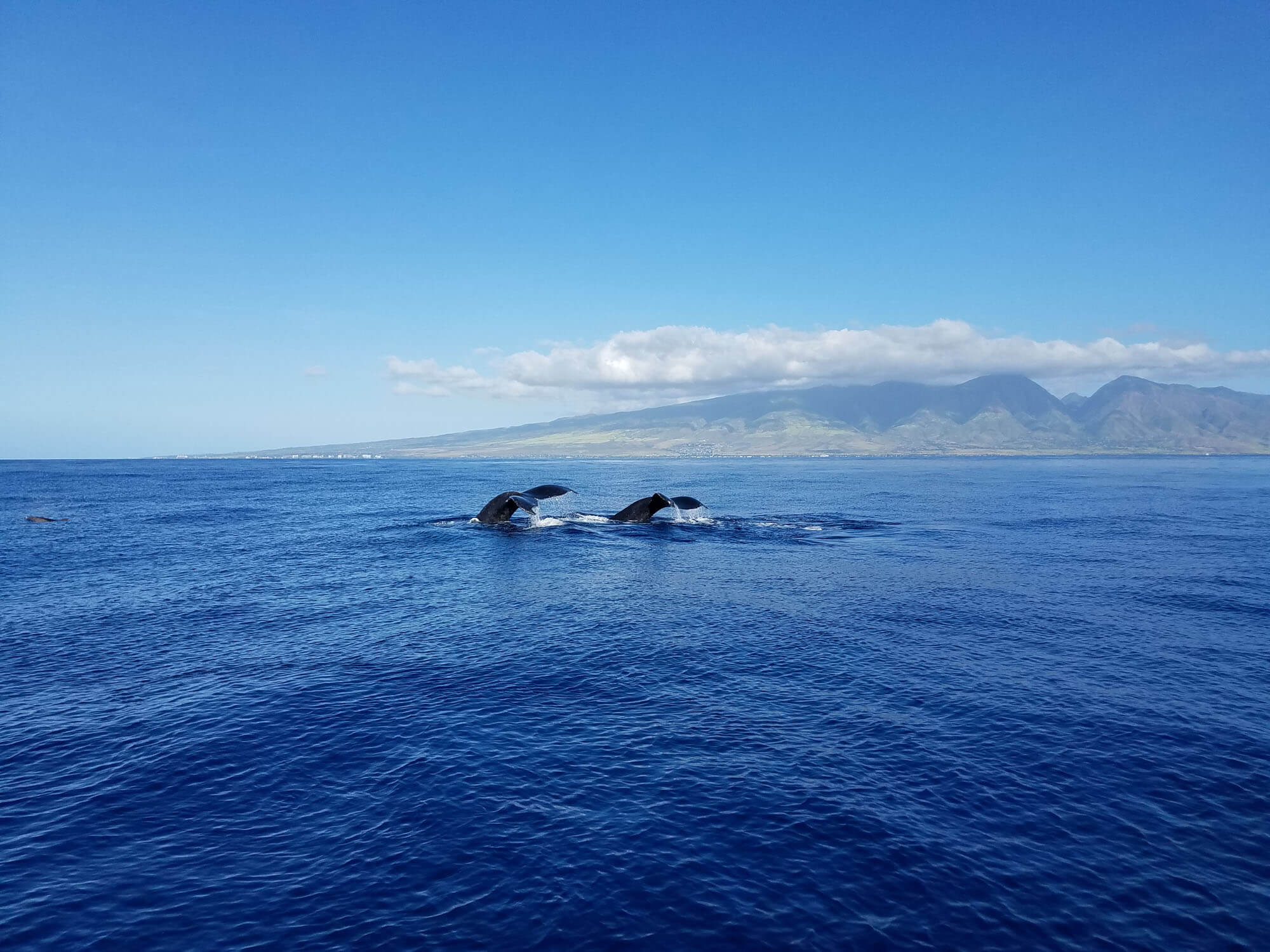 Whale Watching Season in Maui – Kaha Loa Custom Charters