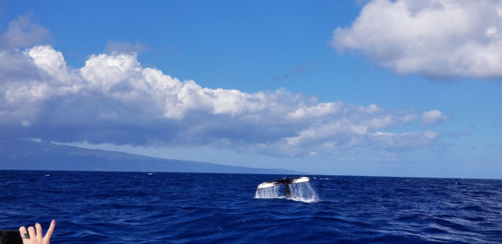 Whale Watching Tours in Maui – Kaha Loa Custom Charters