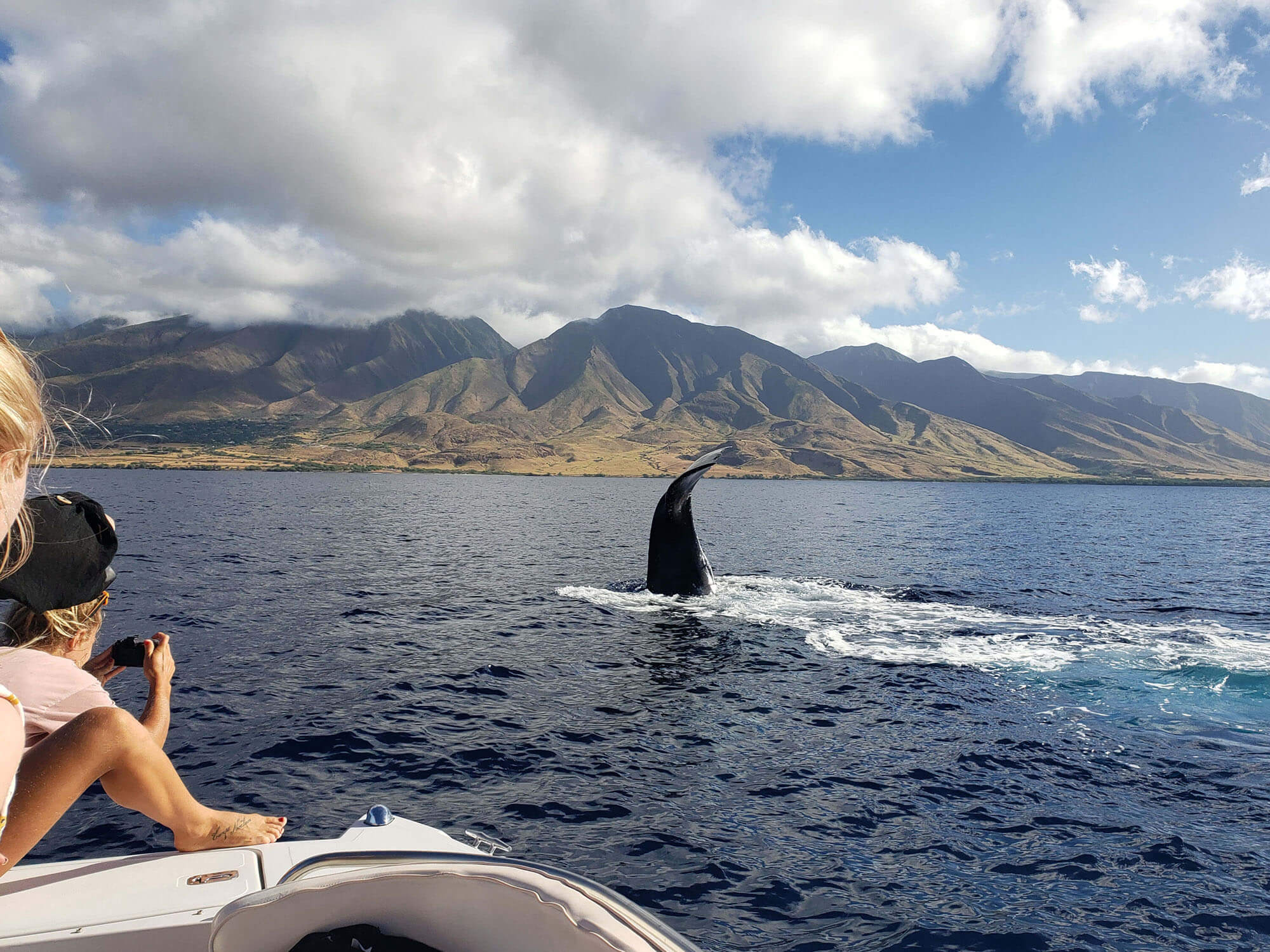 Maui Whale Watching Adventures