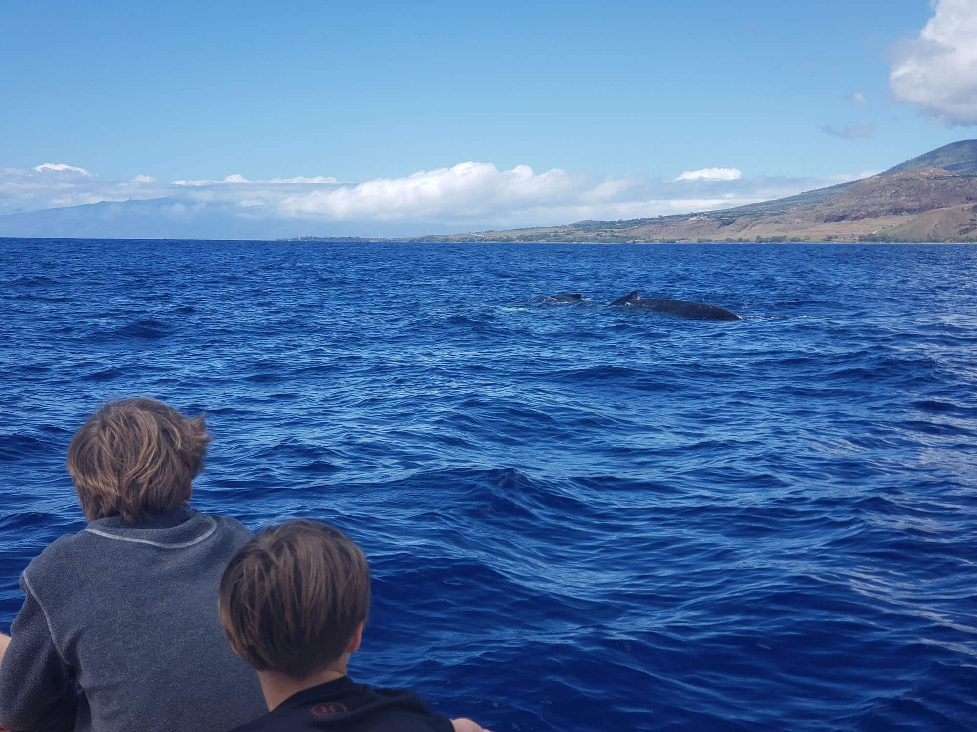 Maui Whale Watching