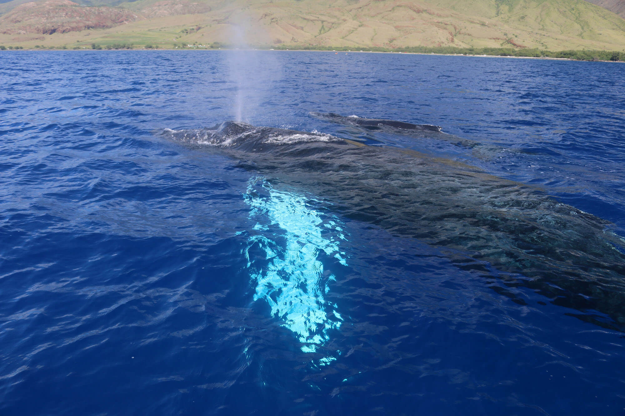 Maui Whale Watching Boat Charter Tours