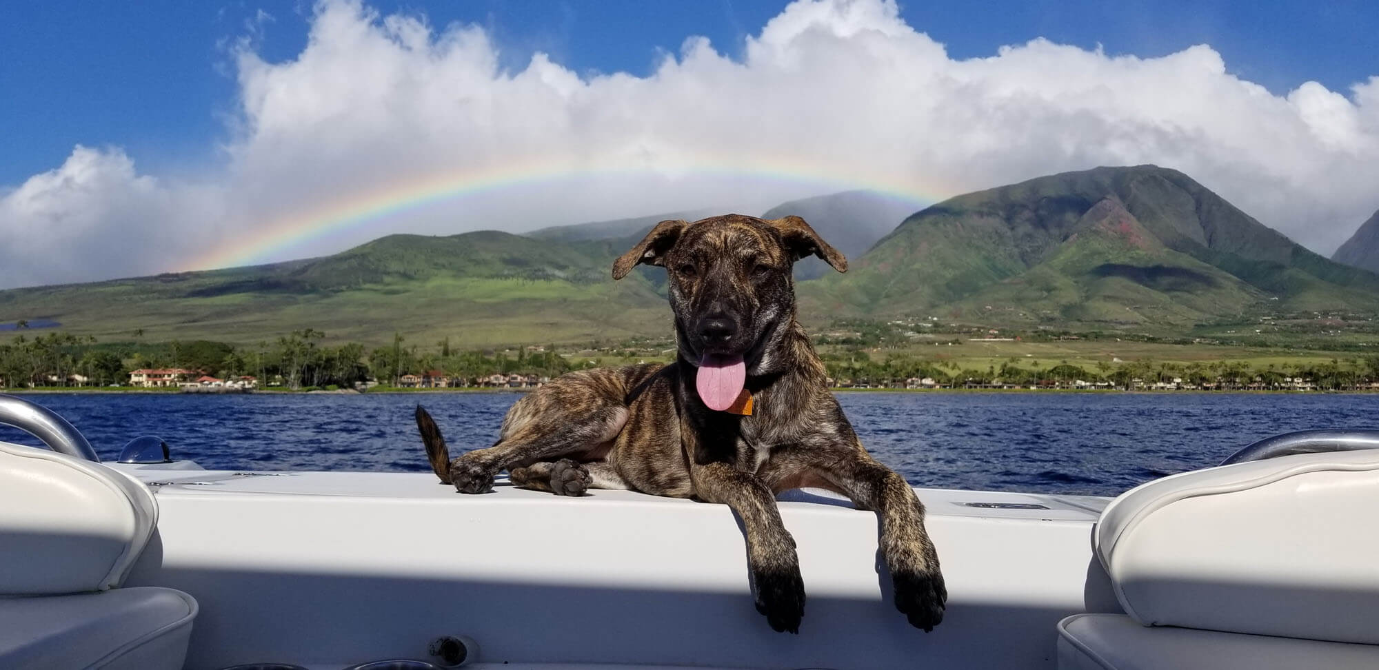 Our Dog, Blue and a Rainbow