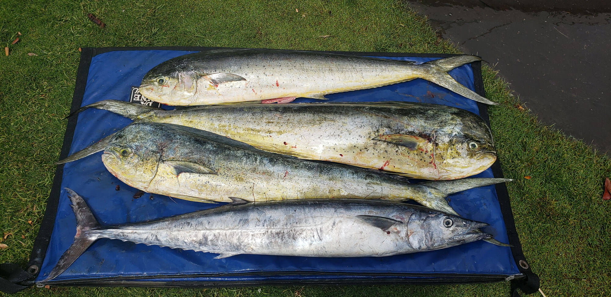 Catch of the Day in Maui