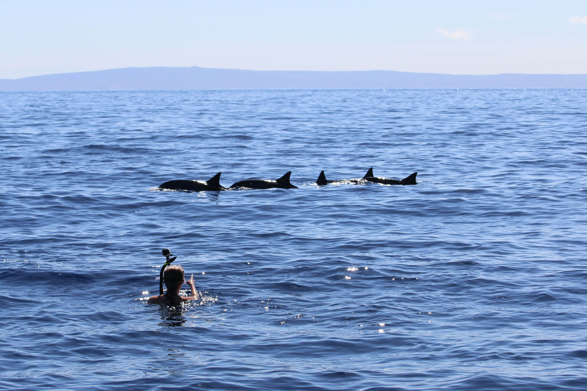 Dolphin Charter Tours in Maui