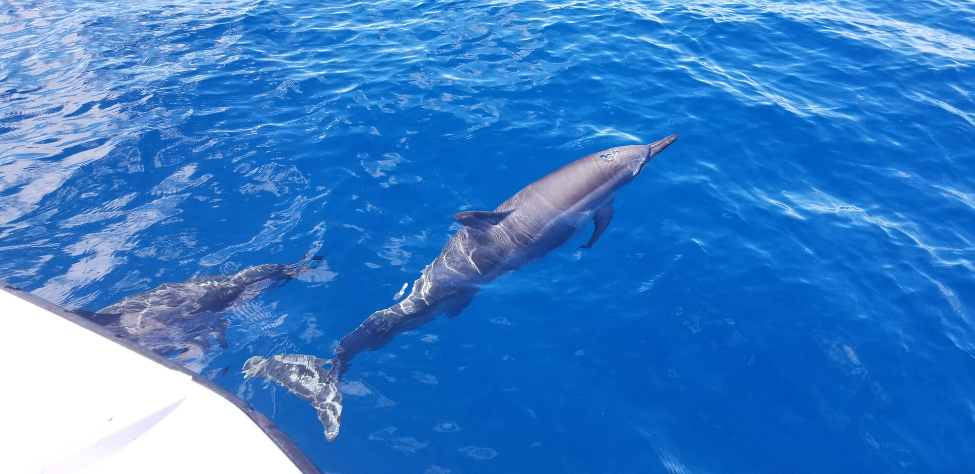 Dolphin Tours in Maui