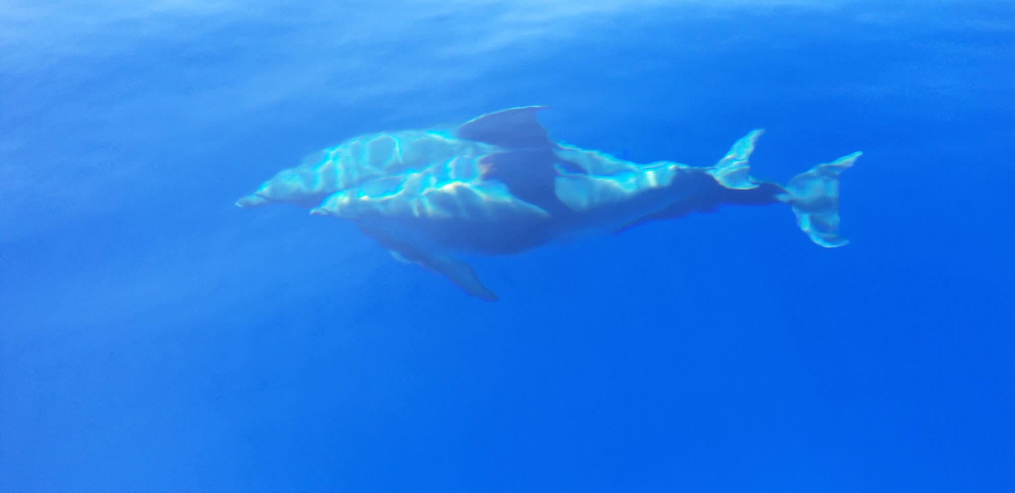 Dolphin Tour on Maui