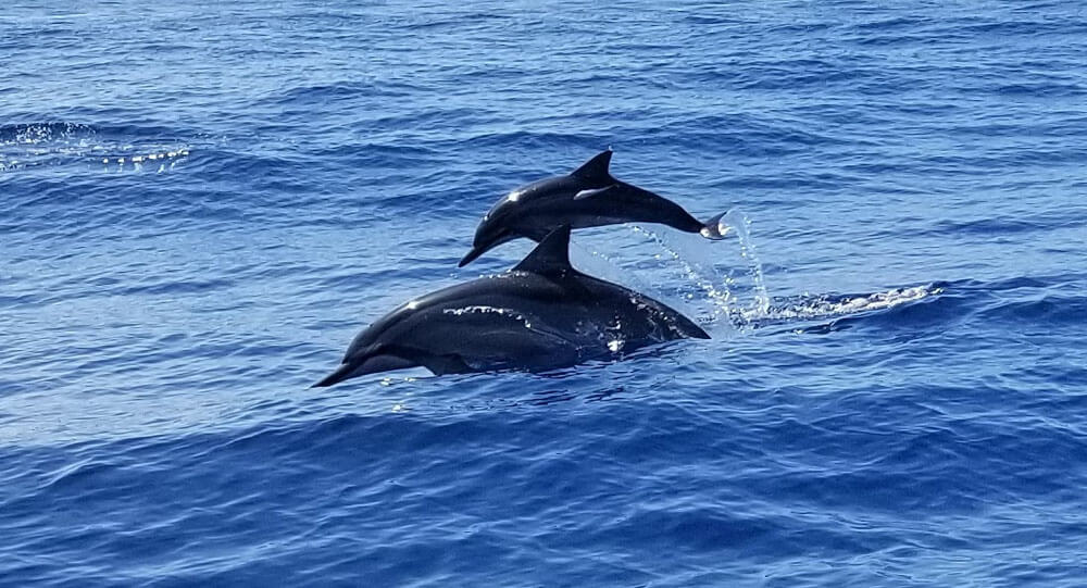 Dolphins