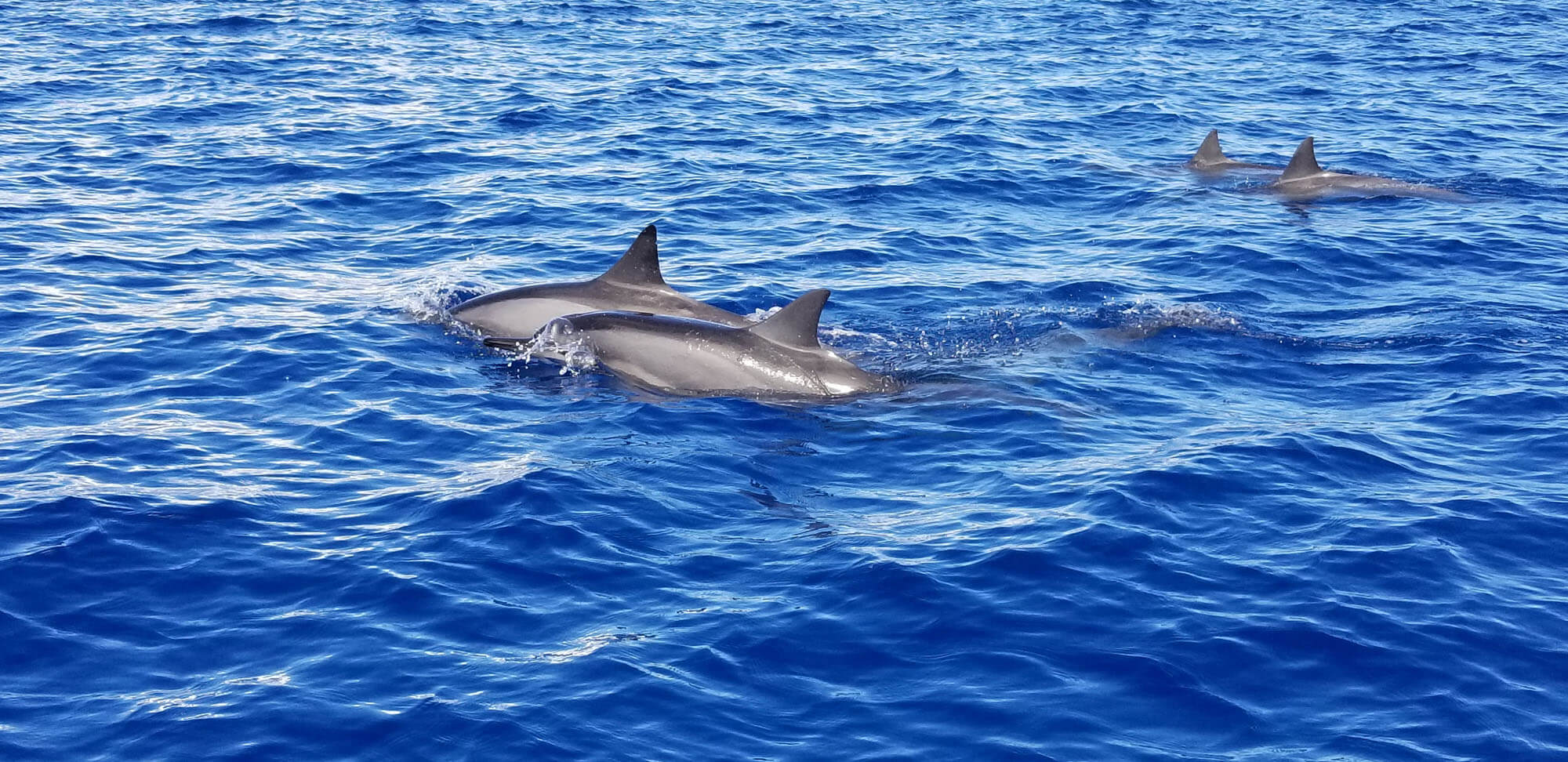 Dolpins in Maui