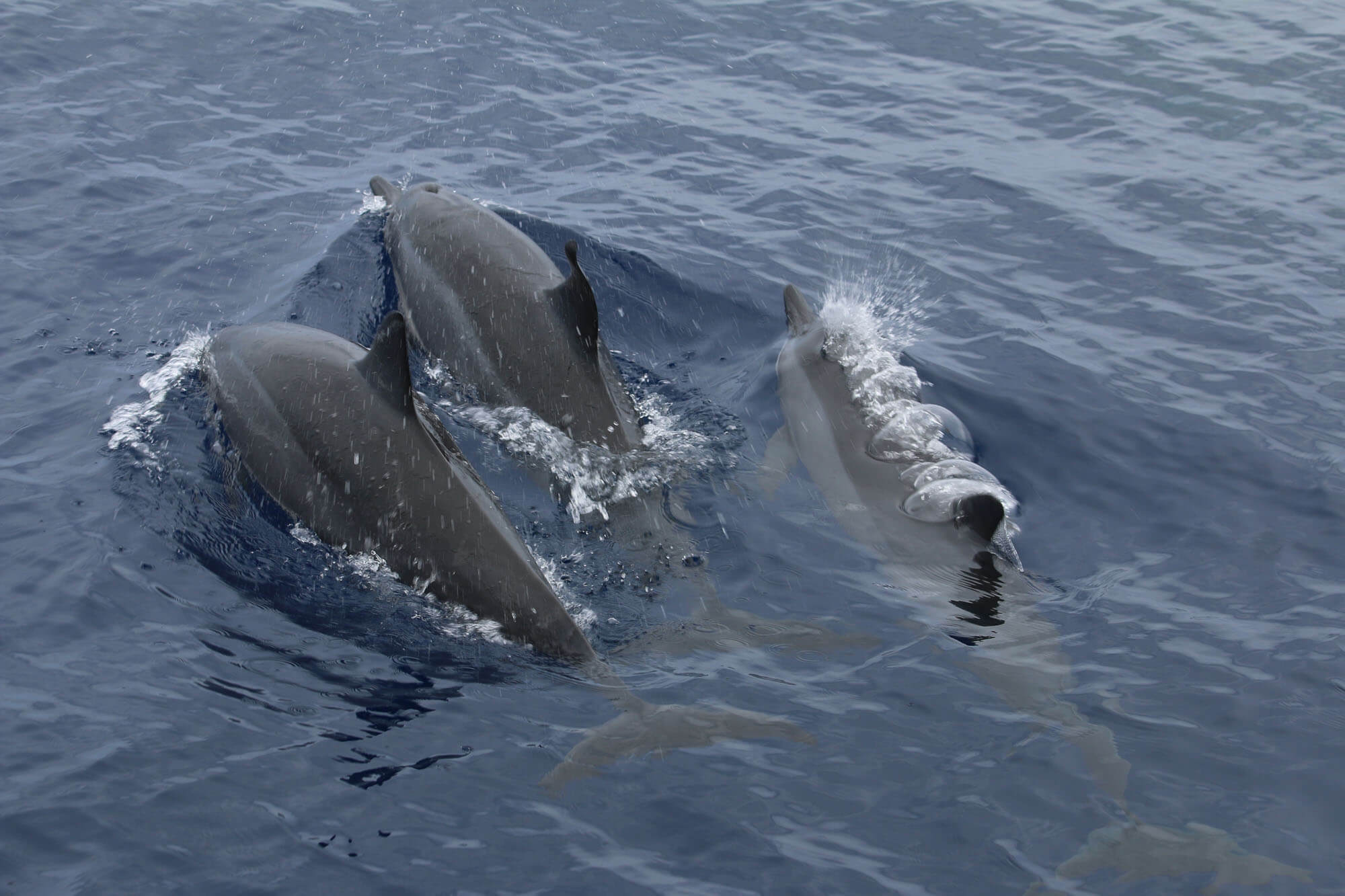 Dolphins Swimming in Maui