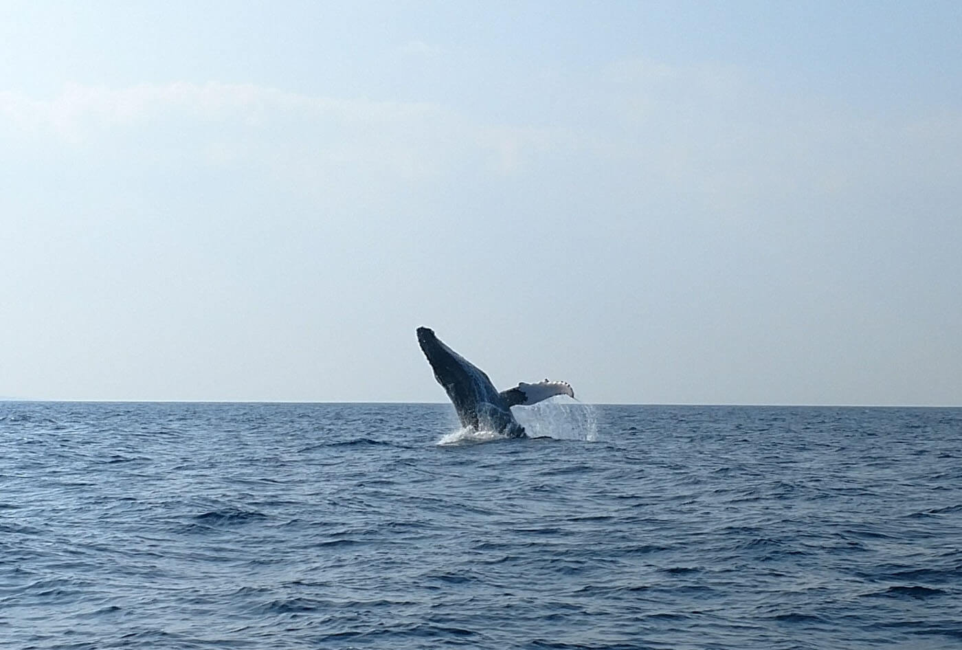 Watching the Whales in Maui