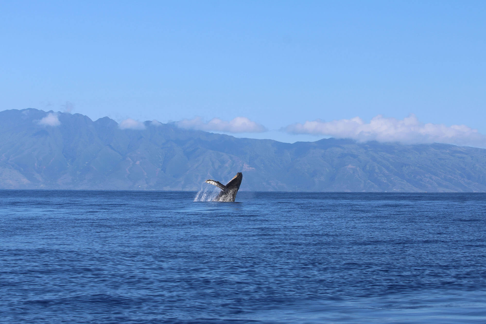 Watch the Whales in Maui