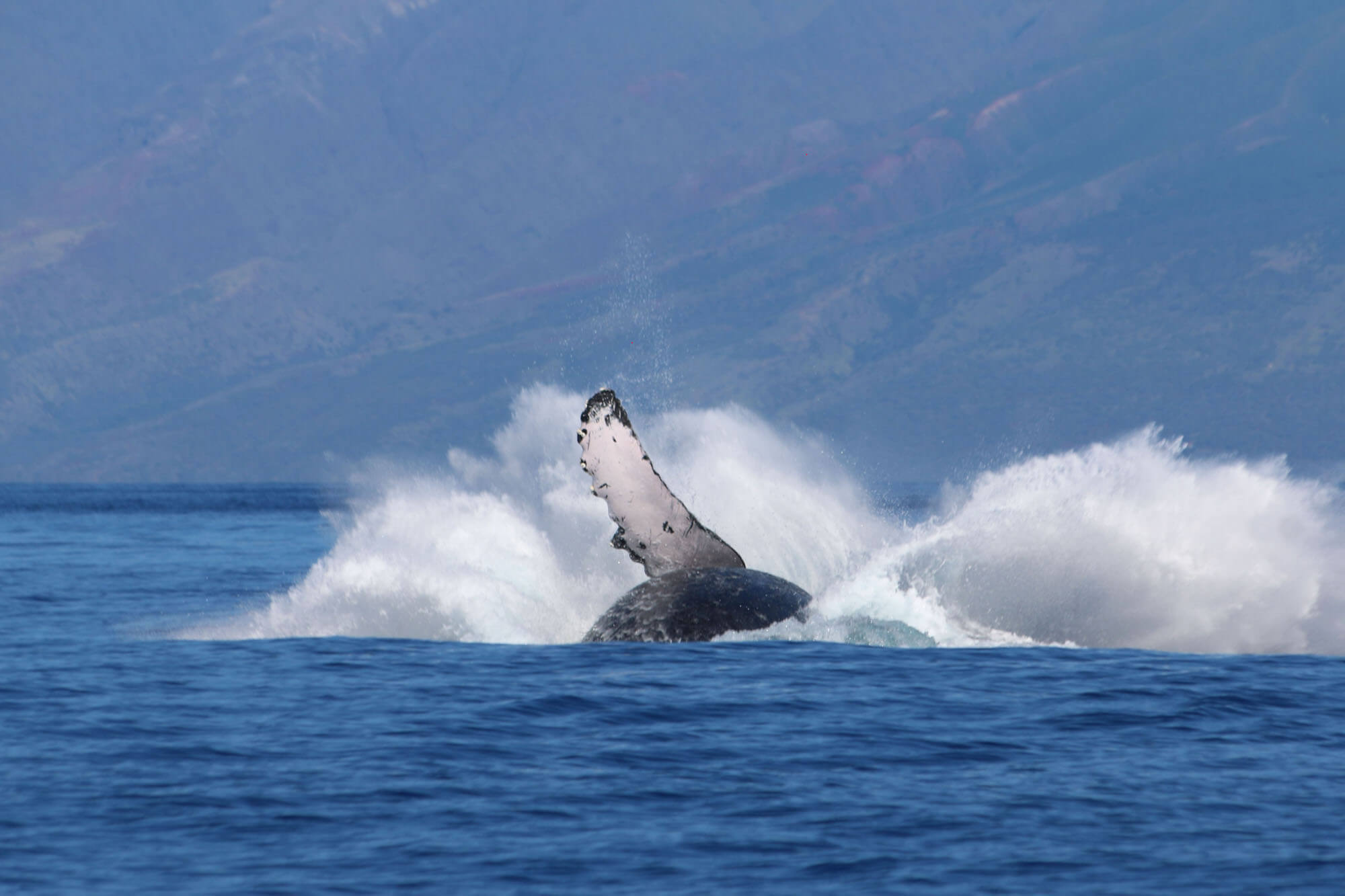 Whale Splash