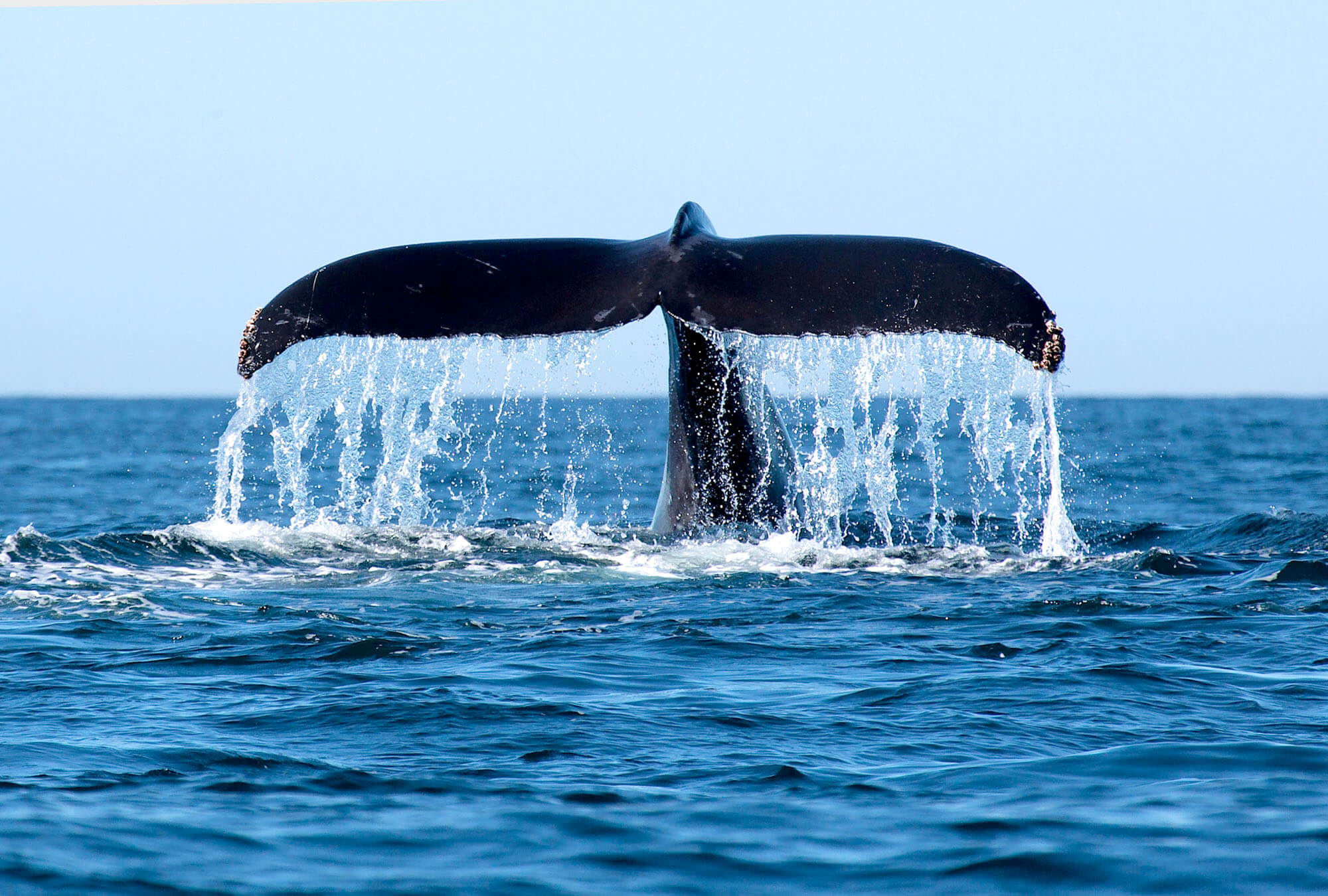 Spotting a Whale Tail on Maui