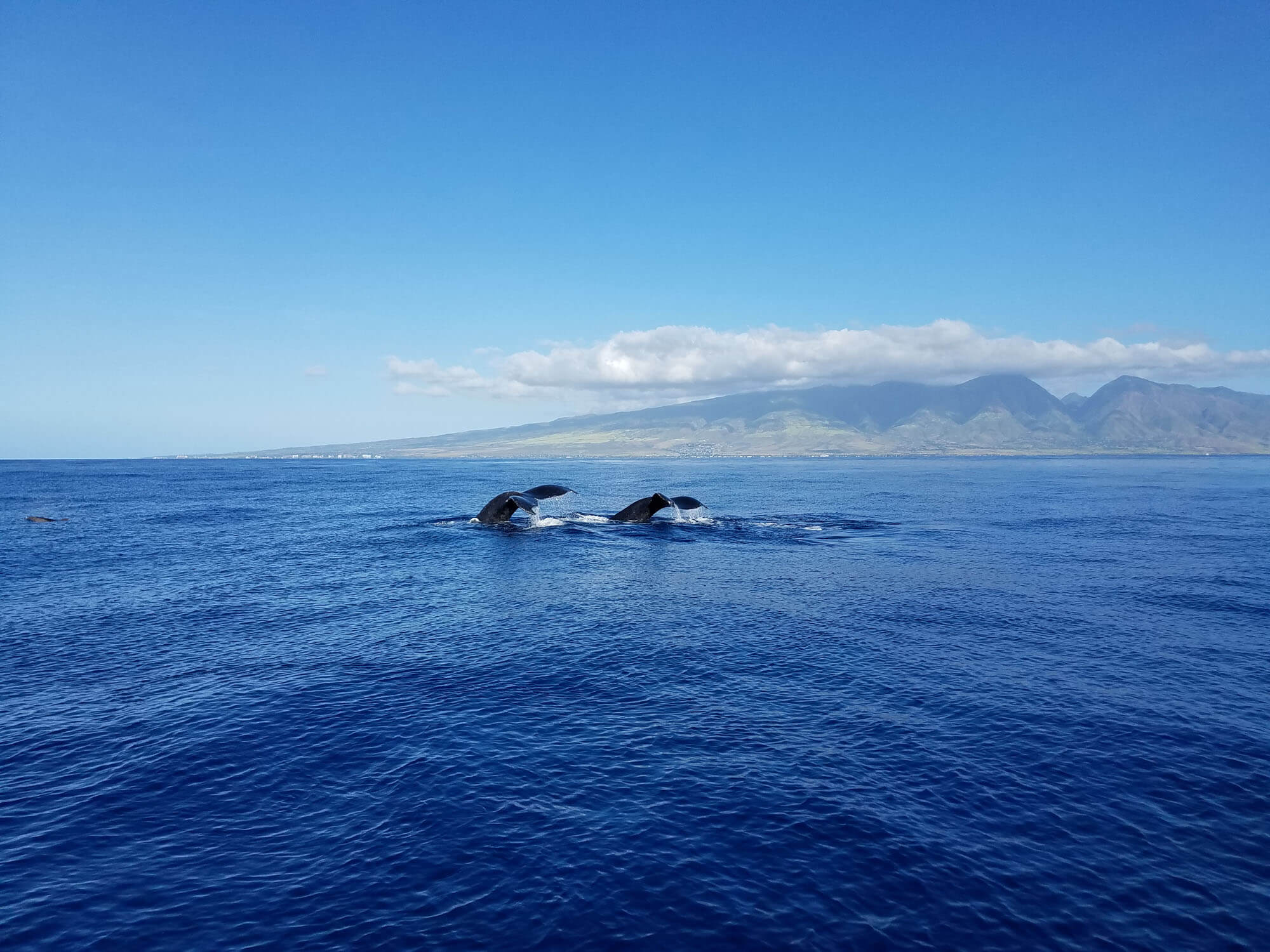 Whale Watching Season in Maui