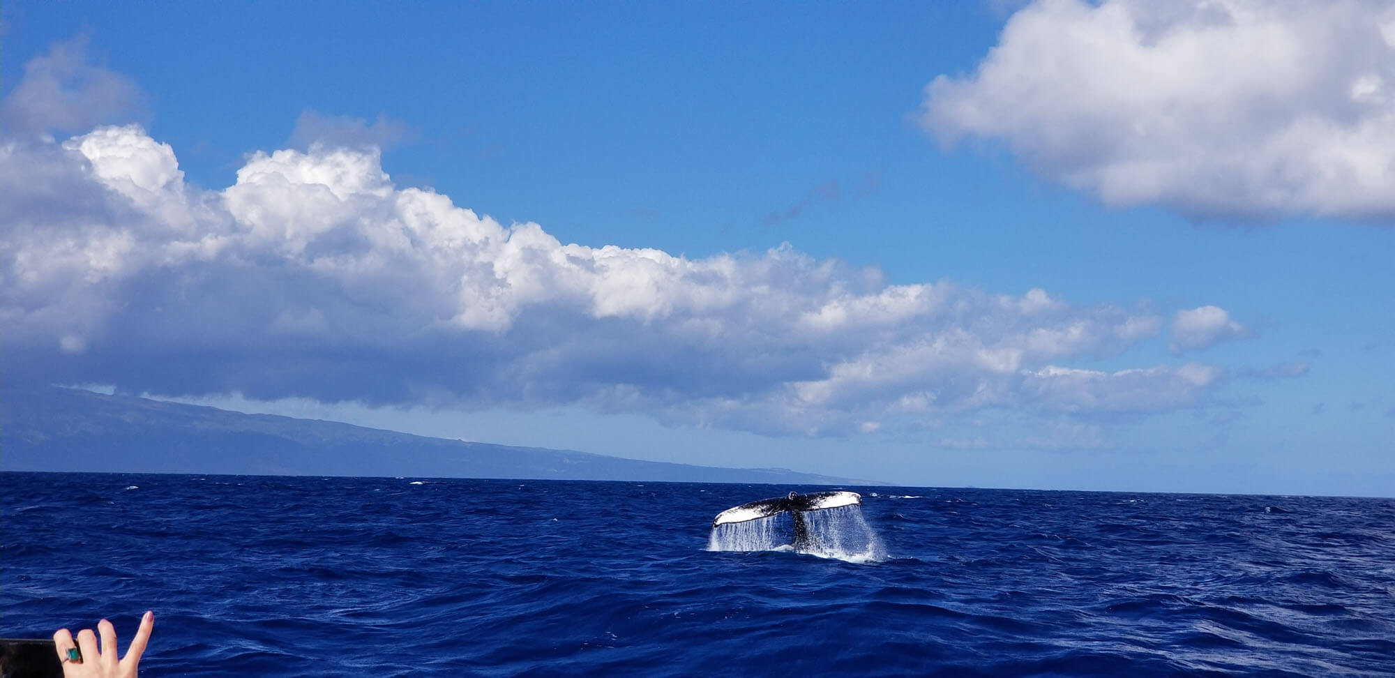 Whale Watching Tours in Maui