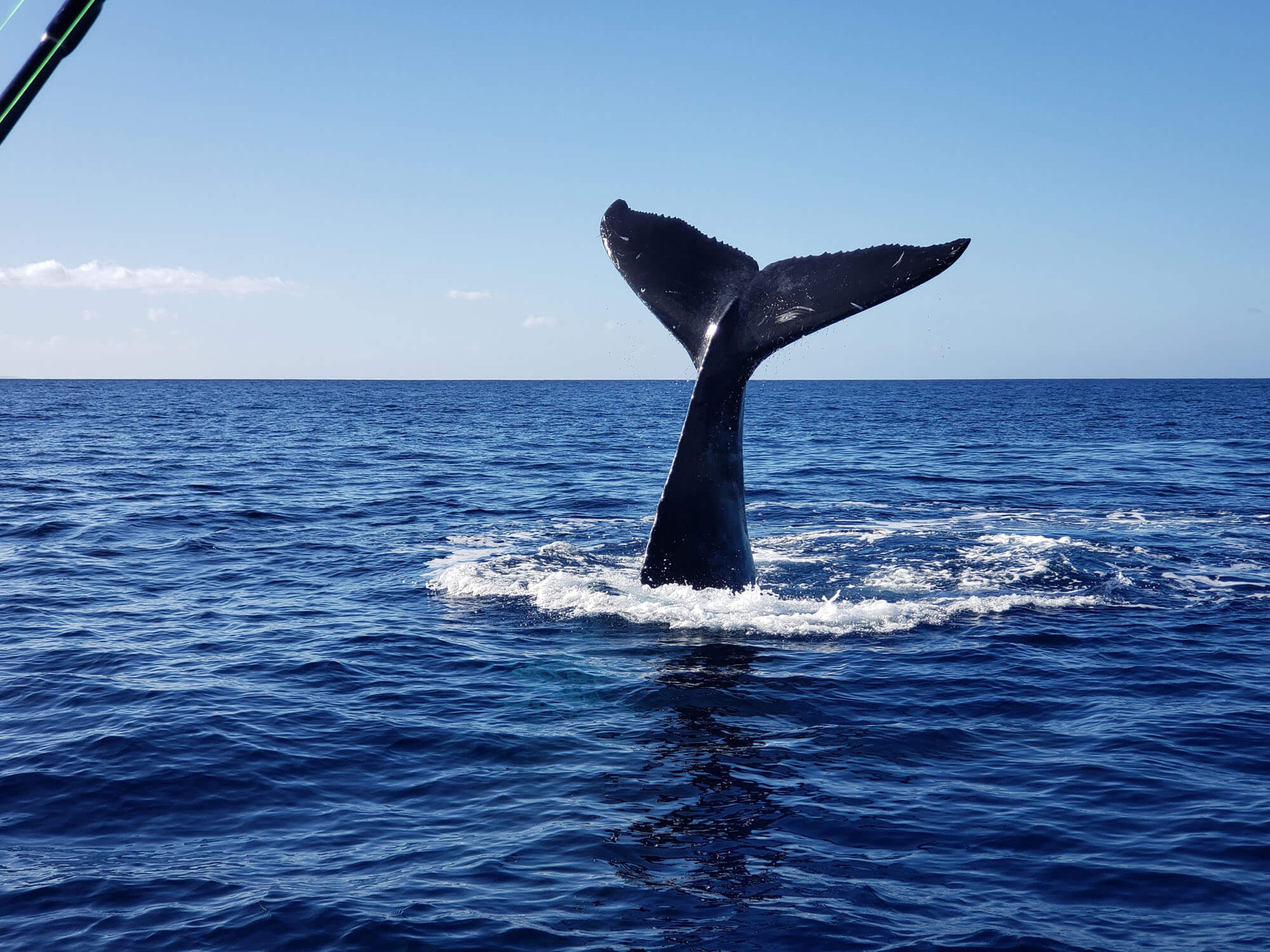 Whale Watching Tour in Maui