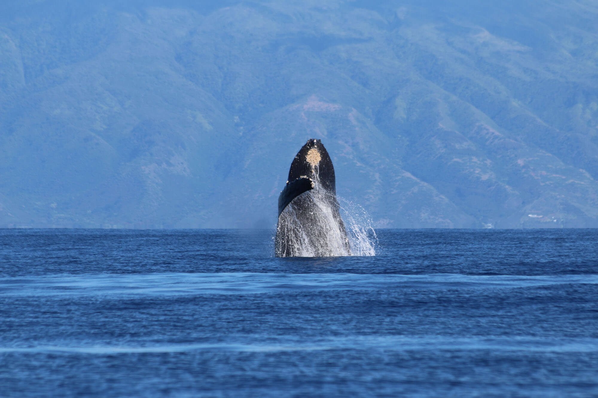 Whale Waving in Maui